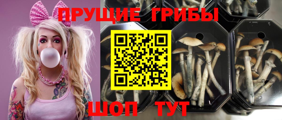 Галлюциногенные грибы Magic Shrooms Туапсе